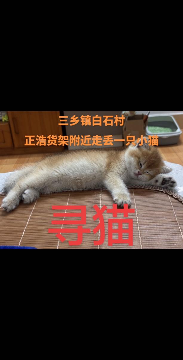宠物找寻 