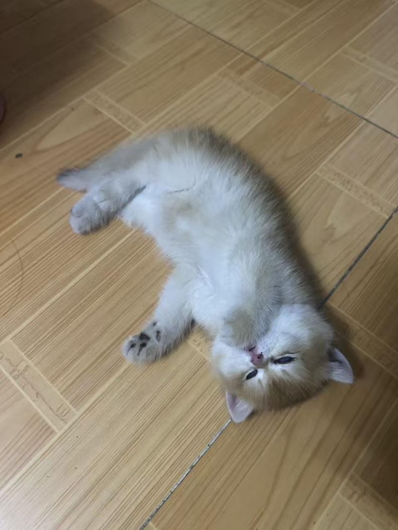 宠物找寻 