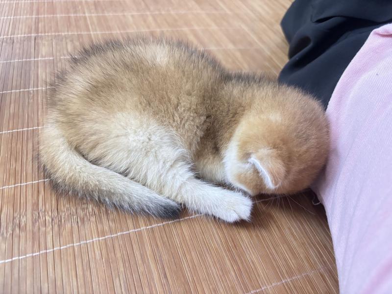 宠物找寻 