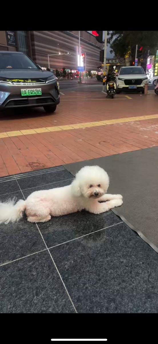 宠物找寻 