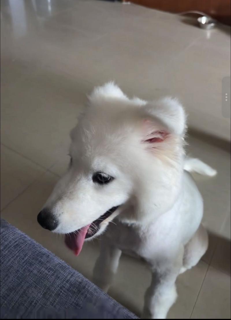 宠物找寻 