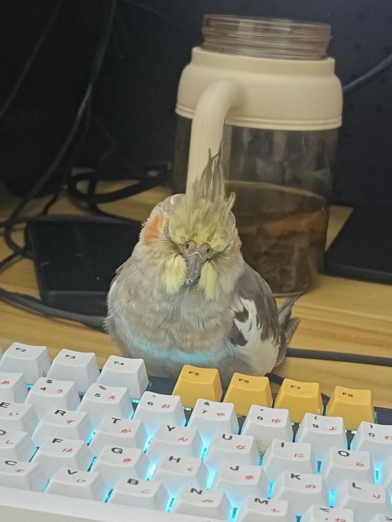 宠物找寻 