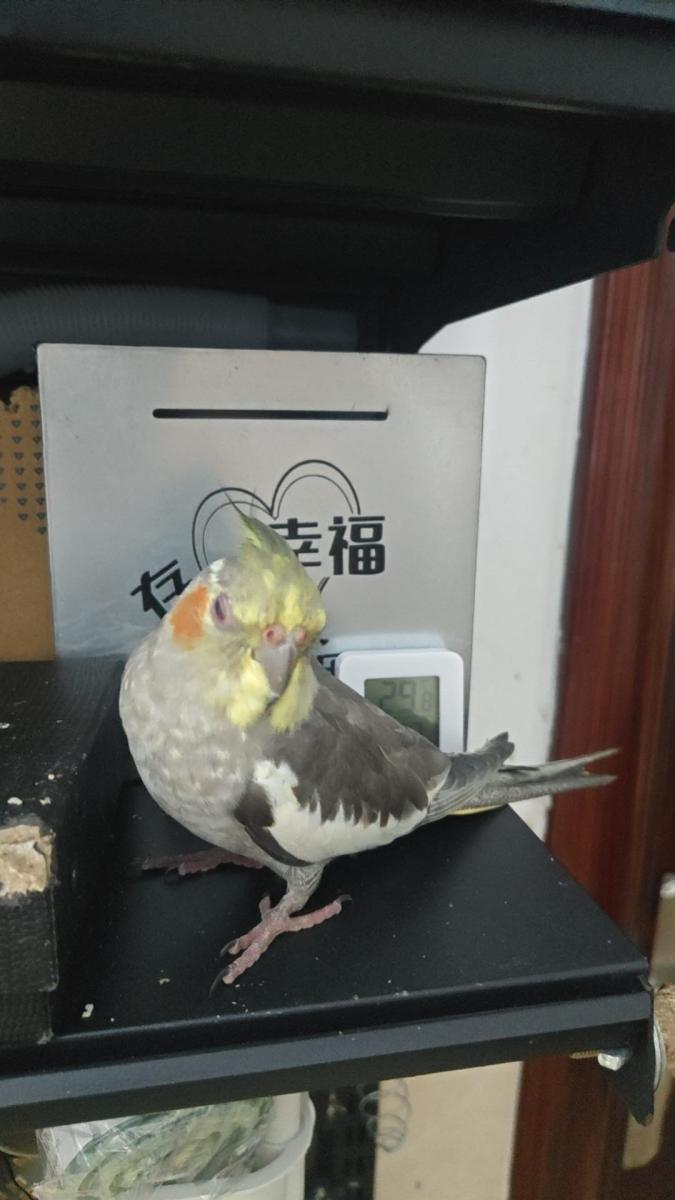 宠物找寻 