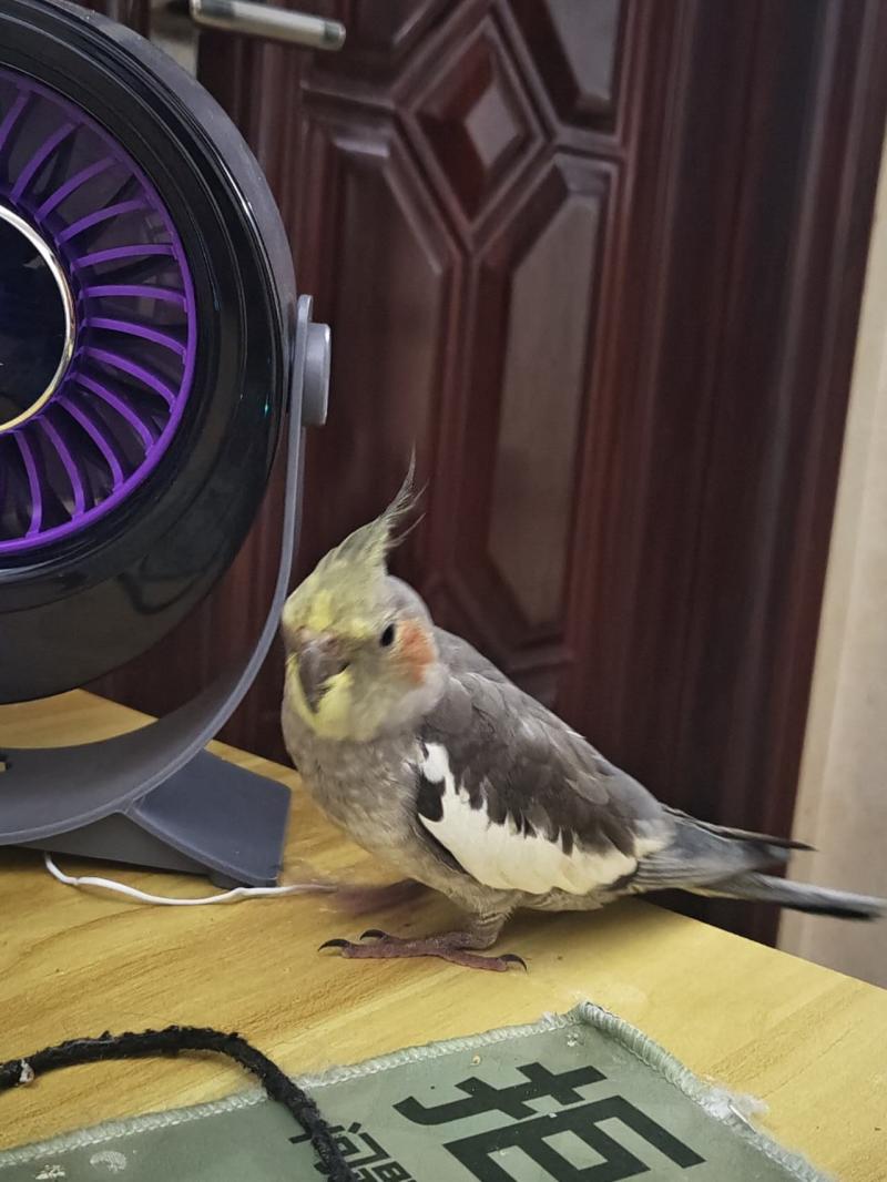 宠物找寻 